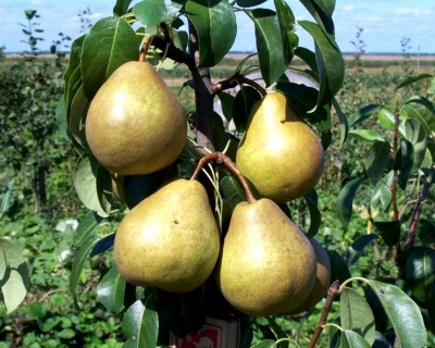 Груша колоновидная "Восторг"
