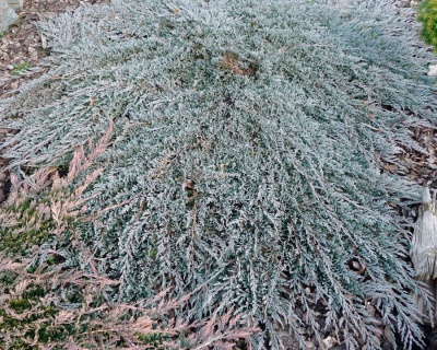 Можжевельник горизонтальный "Айс Блю"