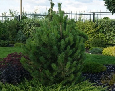 Сосна горная "Гном"