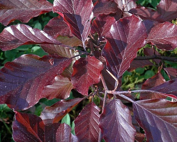 Бук лесной "Блэк Свен"