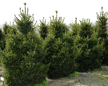 Ель обыкновенная "Вилс Цверг"