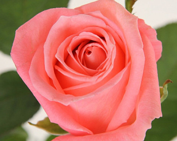 Роза Чайно-Гибридная «Карина» 