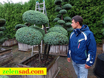 Бонсай из можжевельника "Блюкарпит"