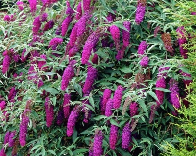 Буддлея Давида "Нано Перпл" (Nanho Purple)