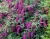 Буддлея Давида "Нано Перпл" (Nanho Purple)
