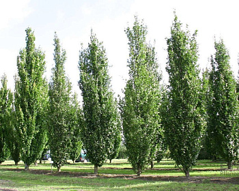 Бук лесной "Дэвик"