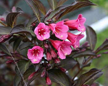 Вейгела цветущая "Victoria"