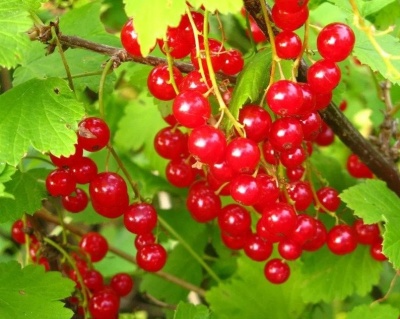 Смородина "Натали"