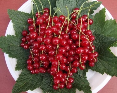 Смородина "Натали"