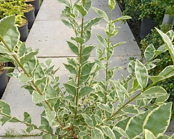 Бирючина обыкновенная "Глаукум"