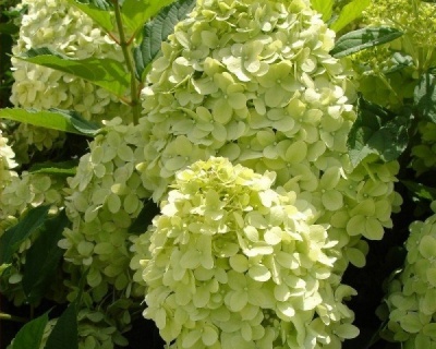 Гортензия метельчатая "Жемчужина фестиваля" (Perle de Festival)