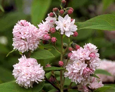 Дейция гибридная "Пинк Пом Пом" (Pink Pom-Pom)