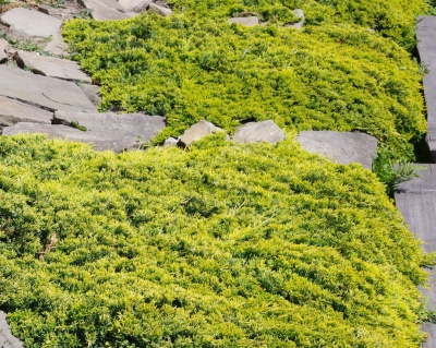 Можжевельник горизонтальный "Голден Карпет"