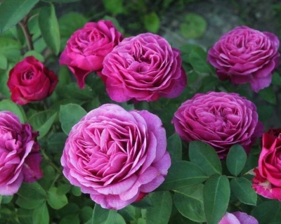 Роза Чайно-Гибридная «Клод Брассер»