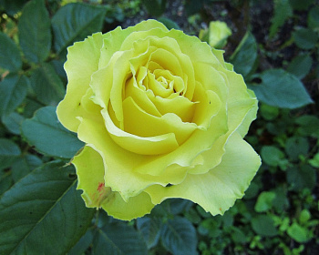 Роза Чайно-Гибридная «Лимбо» 