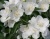 Чубушник "Алебастр"