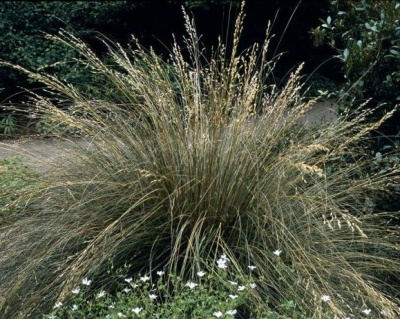 Щучка дернистая "Бронзешлеер"