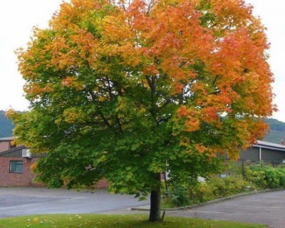 Клен остролистный