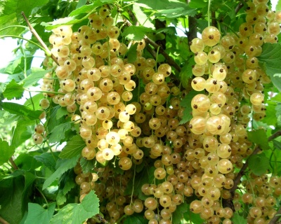 Смородина белая "Ютерборгская"