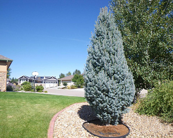 Ель колючая "Изели Фастигиата"