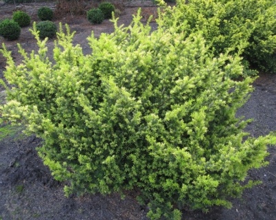 Тис ягодный "Семперауреа"
