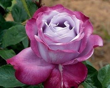 Роза Чайно-Гибридная "Блю Ривер"