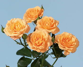 Спрей-роза «Макарена» 