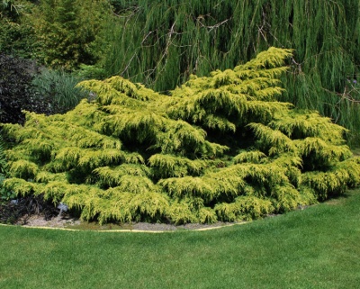 Можжевельник средний "Олд Голд"