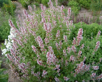 Котовник фассена "Даун ту Даск"