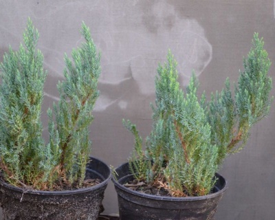 Можжевельник горизонтальный "Блю Форест"