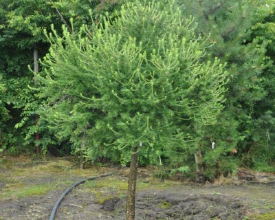 Лиственница Европейская "Корник" (штамбовая форма)