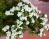 Спирея ниппонская «Халвард Сильвер»