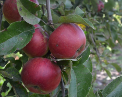 Яблоня колоновидная "Созвездие"