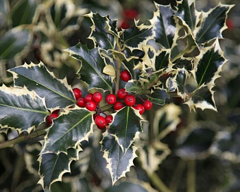 Падуб  остролистный  "Аргентеа маргината"