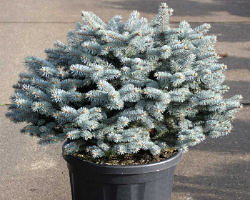 Ель колючая "Глаука Глобоза"