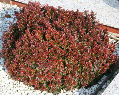 Барбарис Тунберга "Atropurpurea Nana"