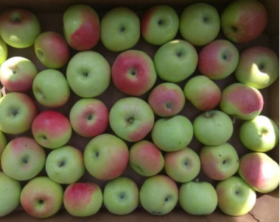 Яблоня "Имрус"