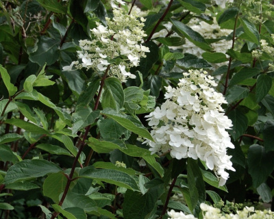 Гортензия метельчатая "Киушу" (Kyushu)