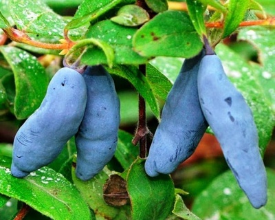 Жимолость "Дочь Великана"