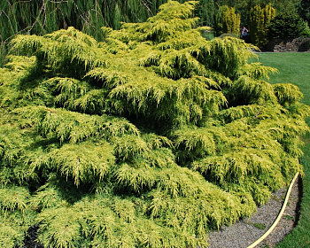 Можжевельник средний "Олд Голд"