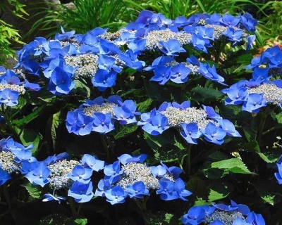 Гортензия крупнолистная "Фрипон" (Fripon)