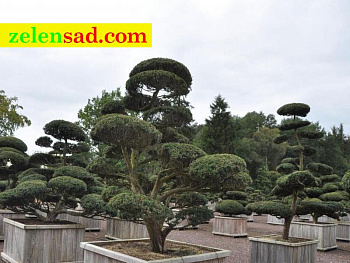 Бонсай из Тиса