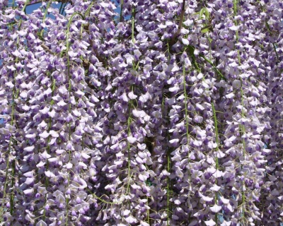 Глициния обильноцветущая "Мультиюга"