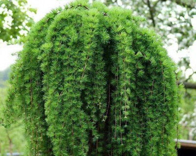 Лиственница Европейская "Пендула" (штамбовая форма)