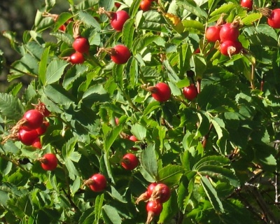 Шиповник "Яблочный"