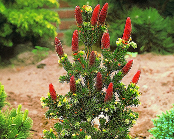 Ель колючая "Лаки Страйк"