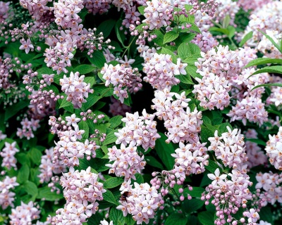 Дейция гибридная "Моунт Роуз" (Mont Rose)