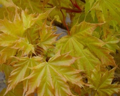 Клен остролистный "Голден Глоб"