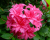 Азалия крупноцветковая "Хоумбуш"