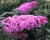 Буддлея Давида "Пинк Делайт" (PinkDelight)